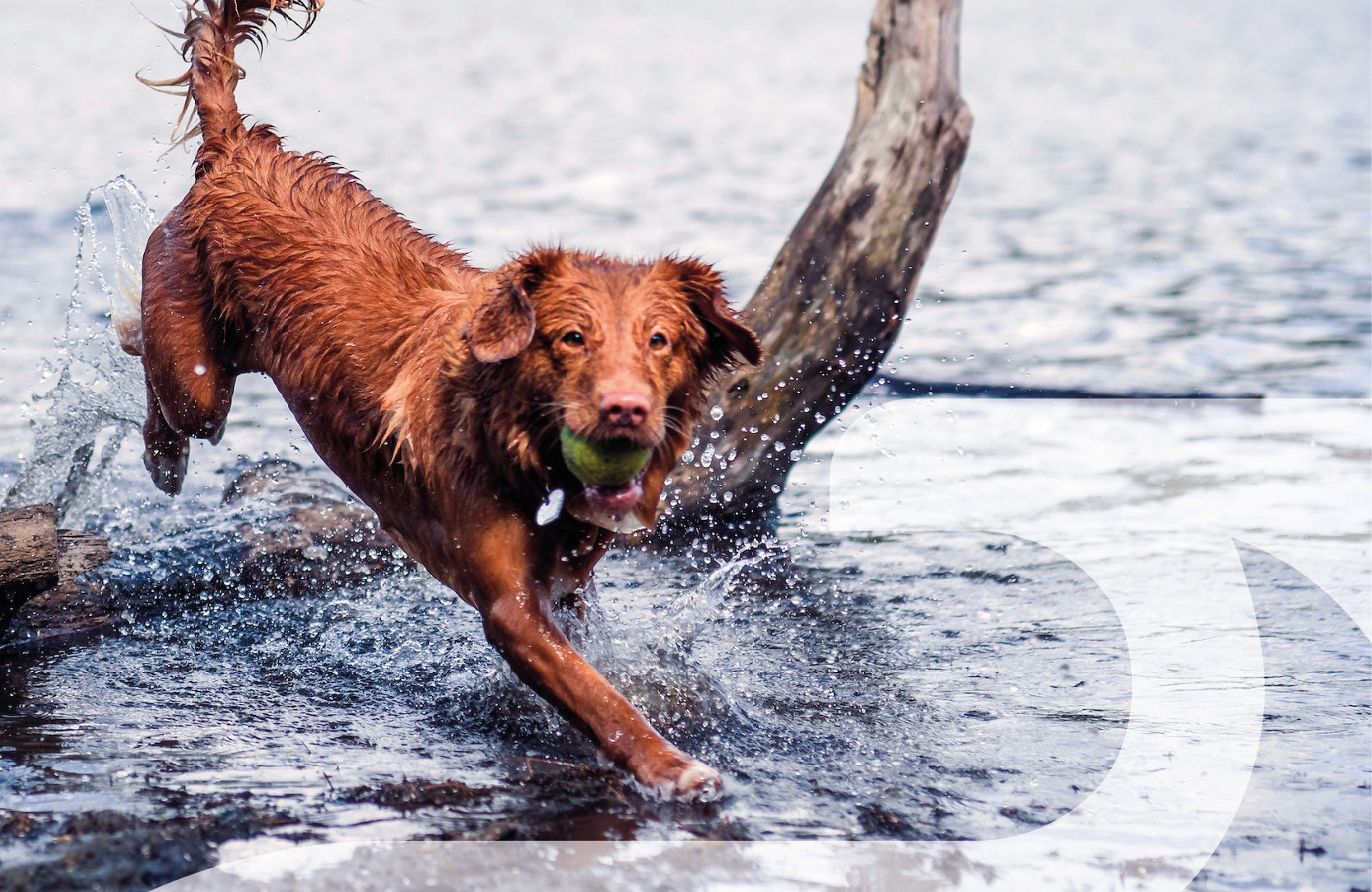 Hond in water met golf